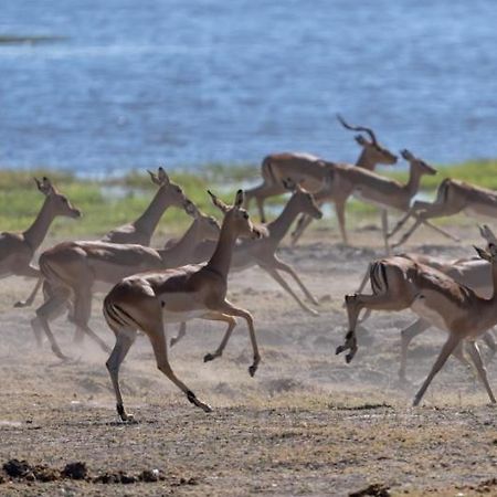 Готель Jackalberry Chobe Касане Екстер'єр фото