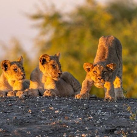 Готель Jackalberry Chobe Касане Екстер'єр фото