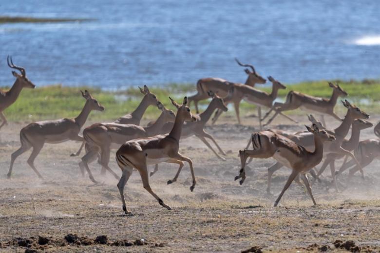 Готель Jackalberry Chobe Касане Екстер'єр фото