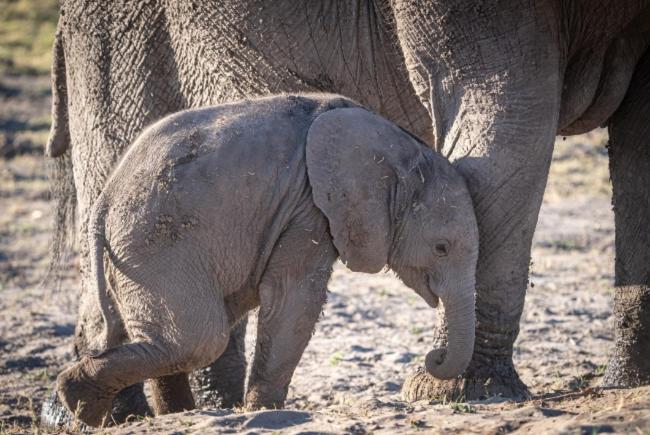 Готель Jackalberry Chobe Касане Екстер'єр фото