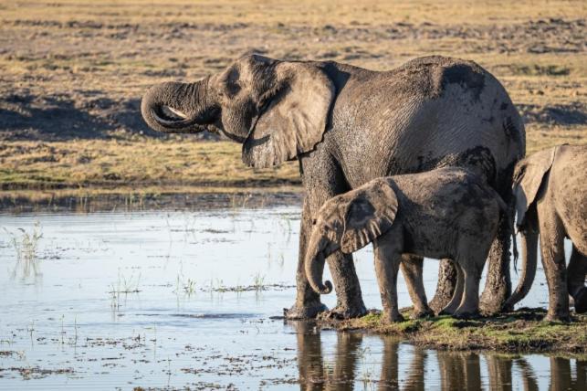 Готель Jackalberry Chobe Касане Екстер'єр фото