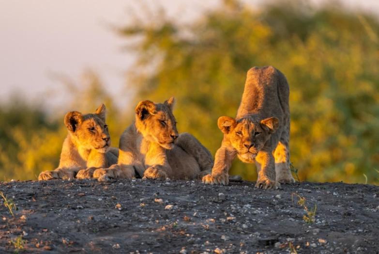 Готель Jackalberry Chobe Касане Екстер'єр фото